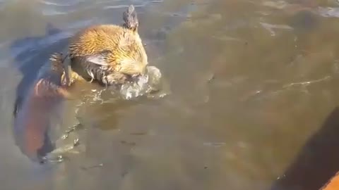 Brown dogs snorkel