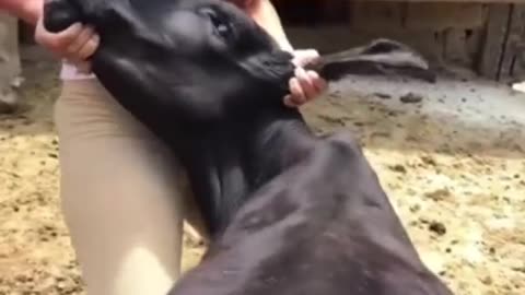 The Amazing Skills And Strength Of A Woman,