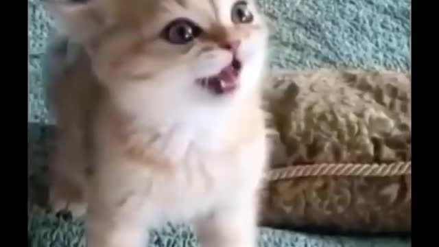 Funny Cats For Life