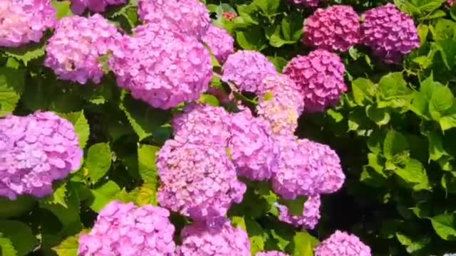 Hydrangea Garden in Japan.