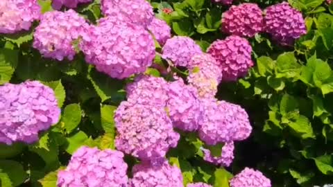 Hydrangea Garden in Japan.