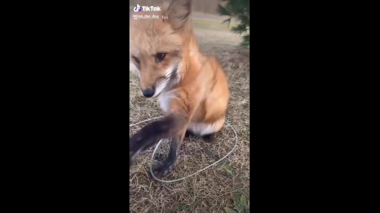 Adorable TikTok Pets