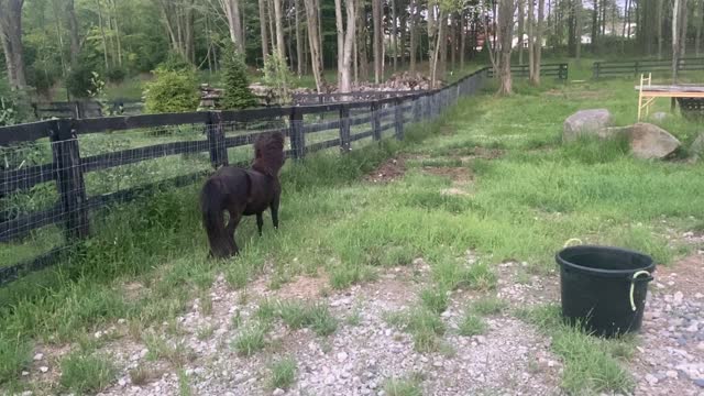 Mini Horse Licorice 06.2020