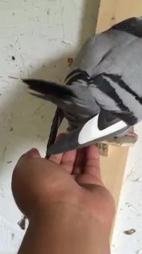 Pigeon laying egg into my hand