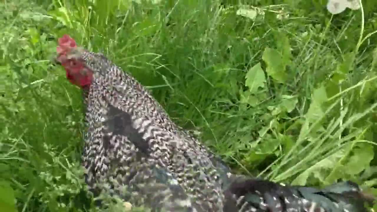 Funny chicken knows how to act.