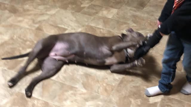 Lazy Tug of War