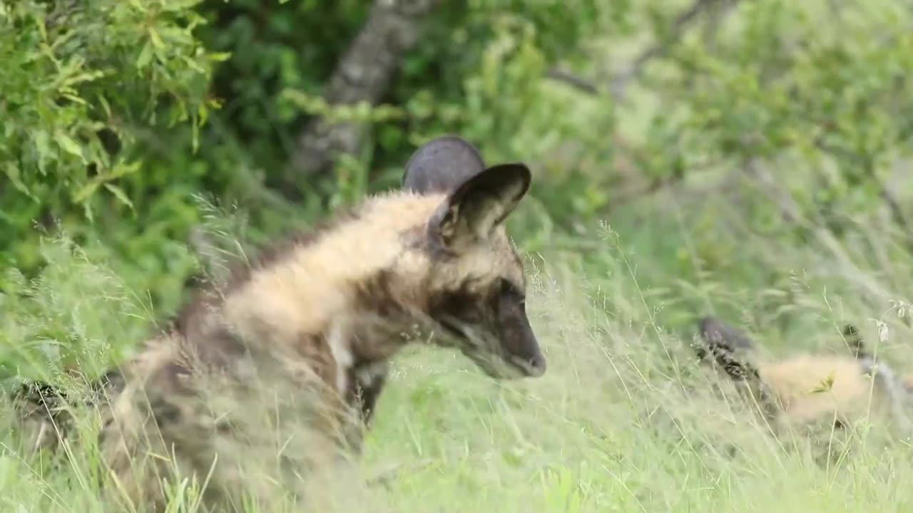 African Wild Dog Part 1