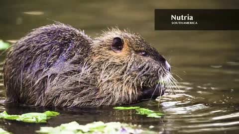 Animals, nature, sound,2