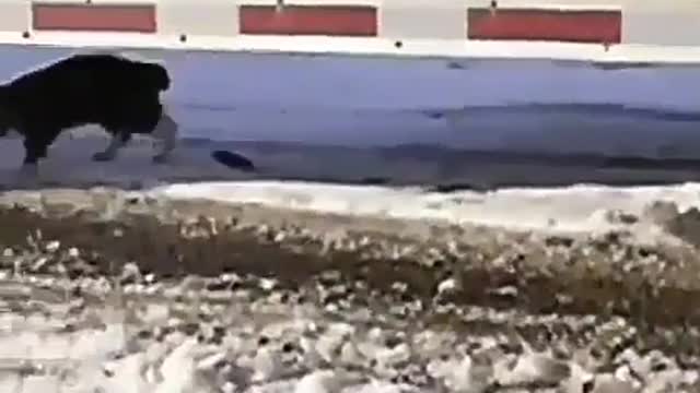 Cat and mouse funny video