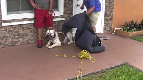 Aggressive American Bulldog has lost his mind! RED ZONE DOG BITES THE MIAMI DOG WHISPERE