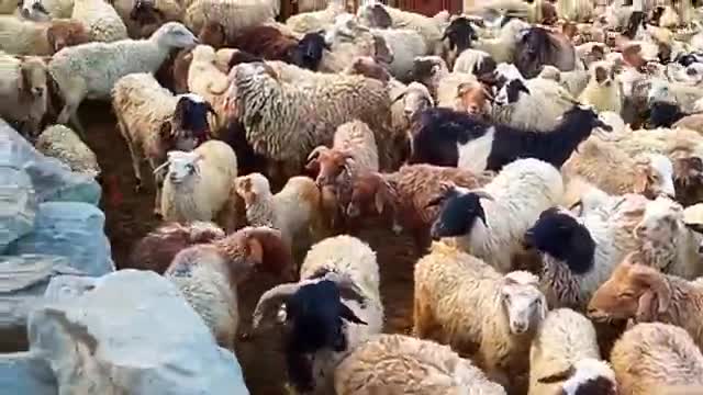 Sheep Care- Administering Medications