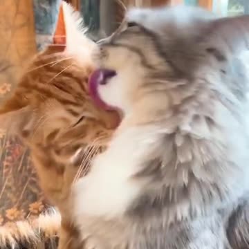 #kittens #funnycats #смешныекоты Cats