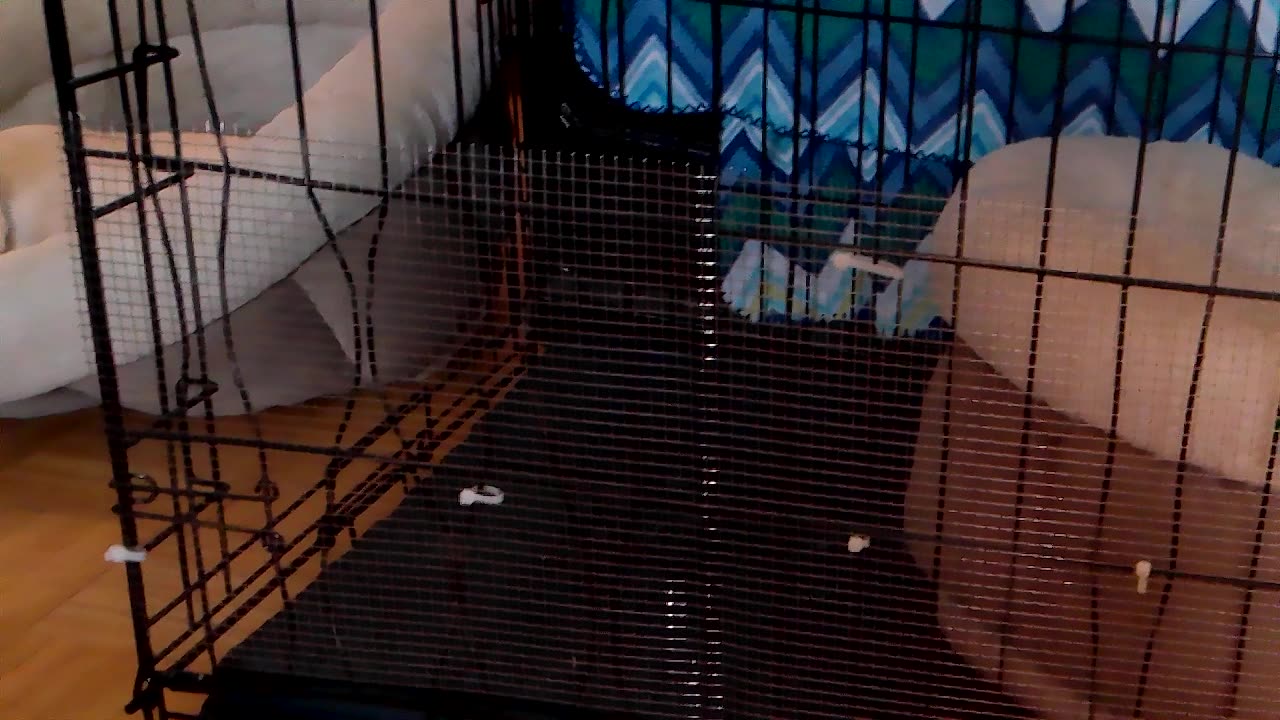Gus' first crate