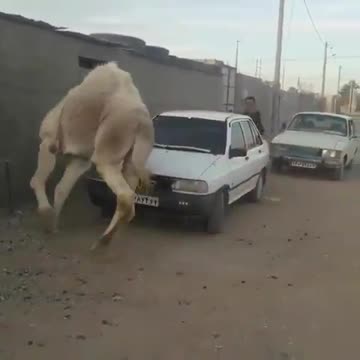 Kamel watching video