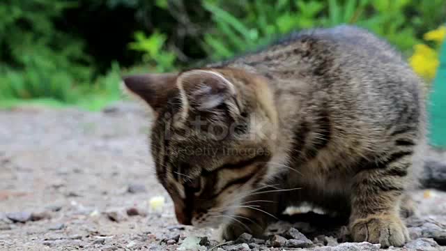 Funny cat and movement 😜 😜 😂 😊 👍 video