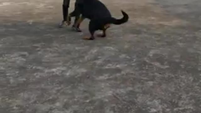 Full Friendly Rottweiler Dog is playing with 9 year Old boy