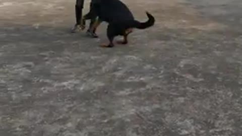 Full Friendly Rottweiler Dog is playing with 9 year Old boy