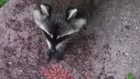 [Raccoon Eating Food]