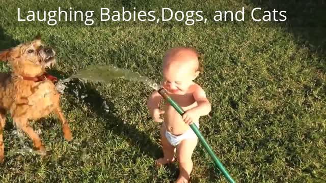 Funny Dogs and babies Adorable