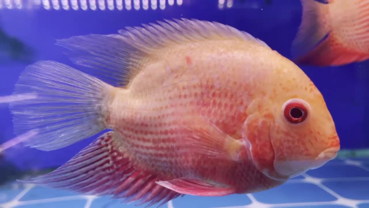 Do you know what kind of fish this is