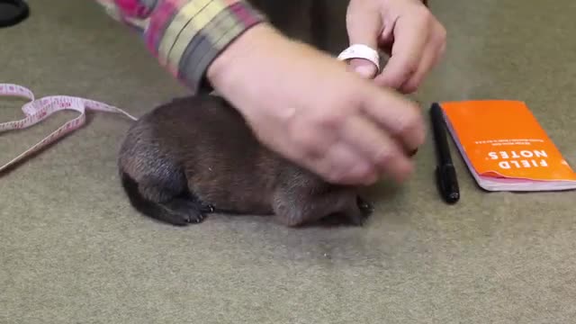 Dog Training Video