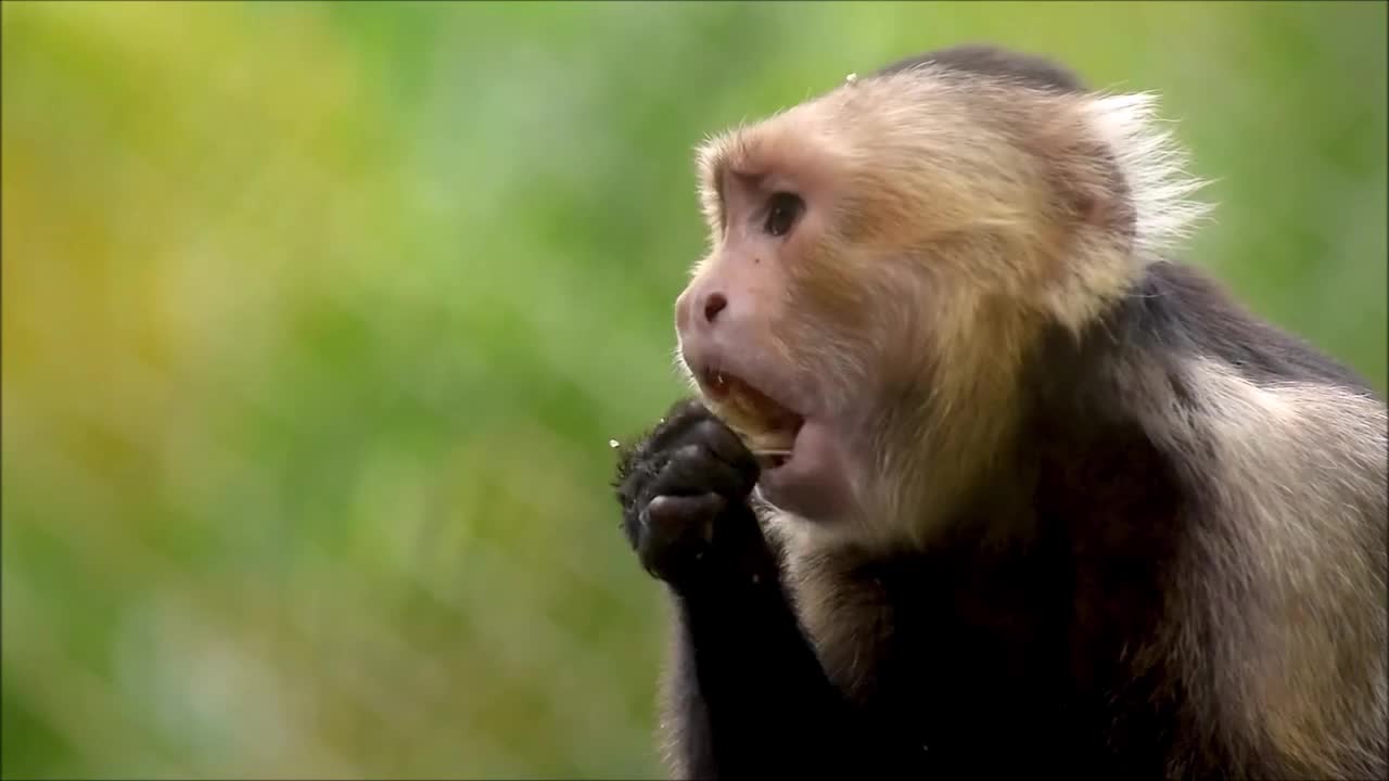 gluttonous monkey