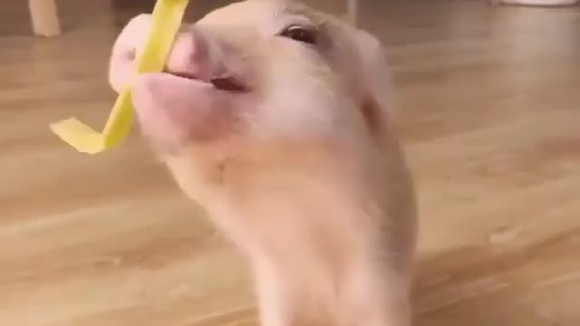 Beautiful pig tries to eat