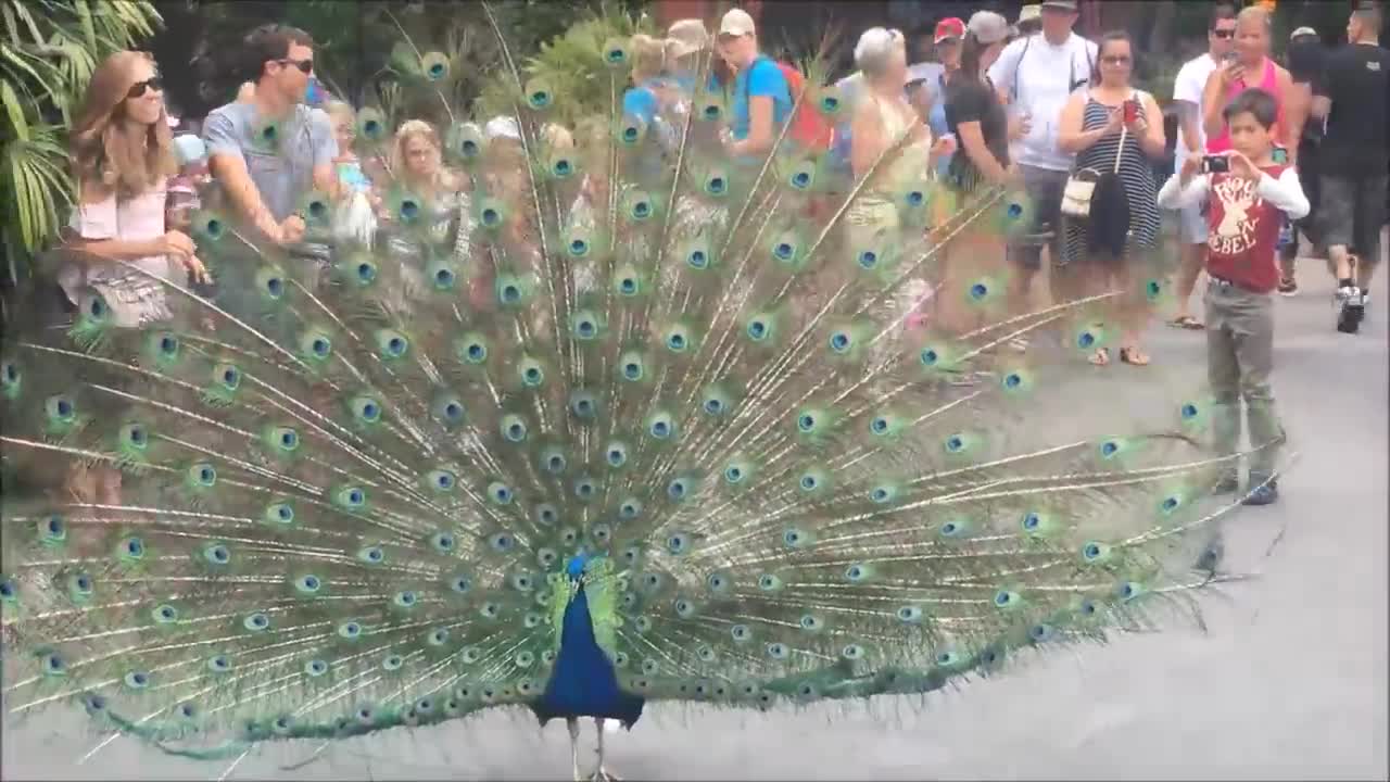 Peacock Opening Its Feathers