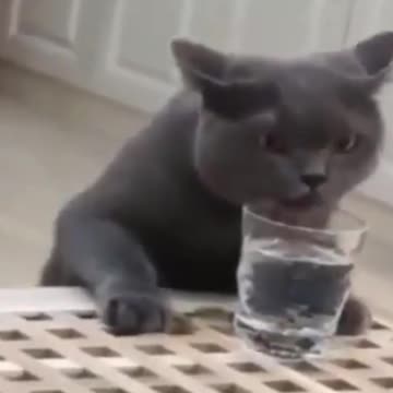 SO CUTE ! 2021 FUNNIEST cats and dogs do the mess around