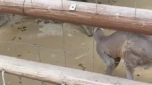 The Wallaby