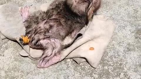 baby monkey pet really cute