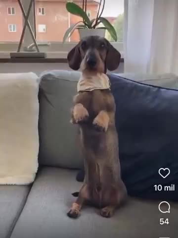 CACHORROS ENGRAÇADOS E FOFOS / DOG FUNNY/ Funniest Animals #shorts