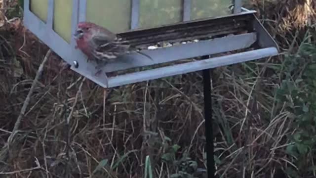 Birds of Northwest Florida