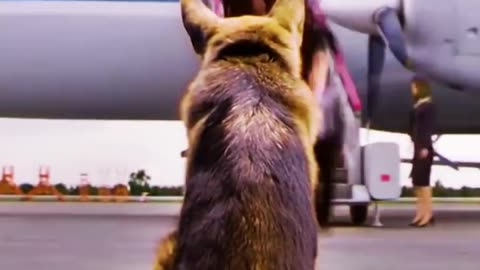 German Shepherd Whines To Owner About Her Bad Day Loyalty..