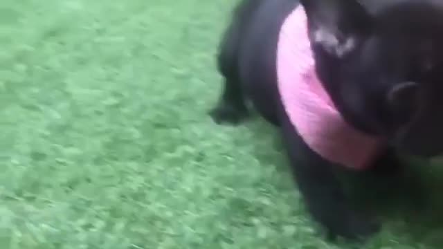MOST FUNNY cute black dog video