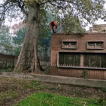 After saving the life of bird brave boy is coming down from the tree.