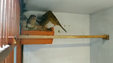 Bird Feeding Babies | Mother Sparrow Feeding Baby In Nest