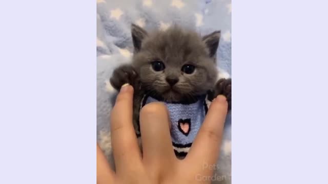 Funny And Cute Cat'S Life. Cats And Owners Are The Best Friends Videos😍😍