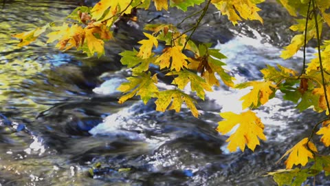 Water and flowers