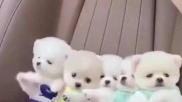 Baby dogs funny