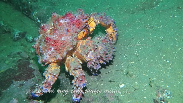 Diver records amazing chase on the ocean floor