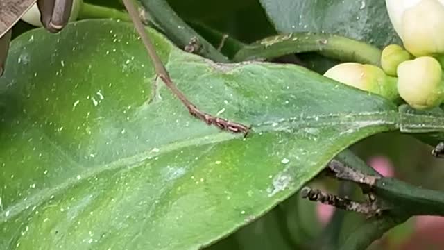 An insect hunts and eats a bee on a tree