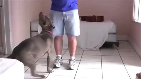 Dog training step by step