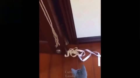 Cute And Funny Cat - Try Not To Laugh To These Pets Series