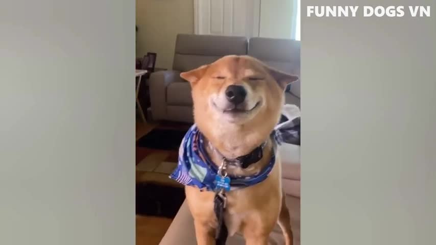 Funny dog video!! Dog funny video:!!: Funny dog lovers videos