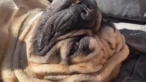 Frenchie makes the most of being in lockdown