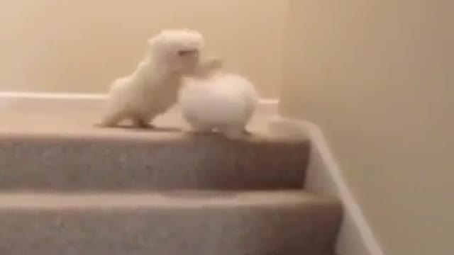 10 second funny fail video funny videos #15 YouTube