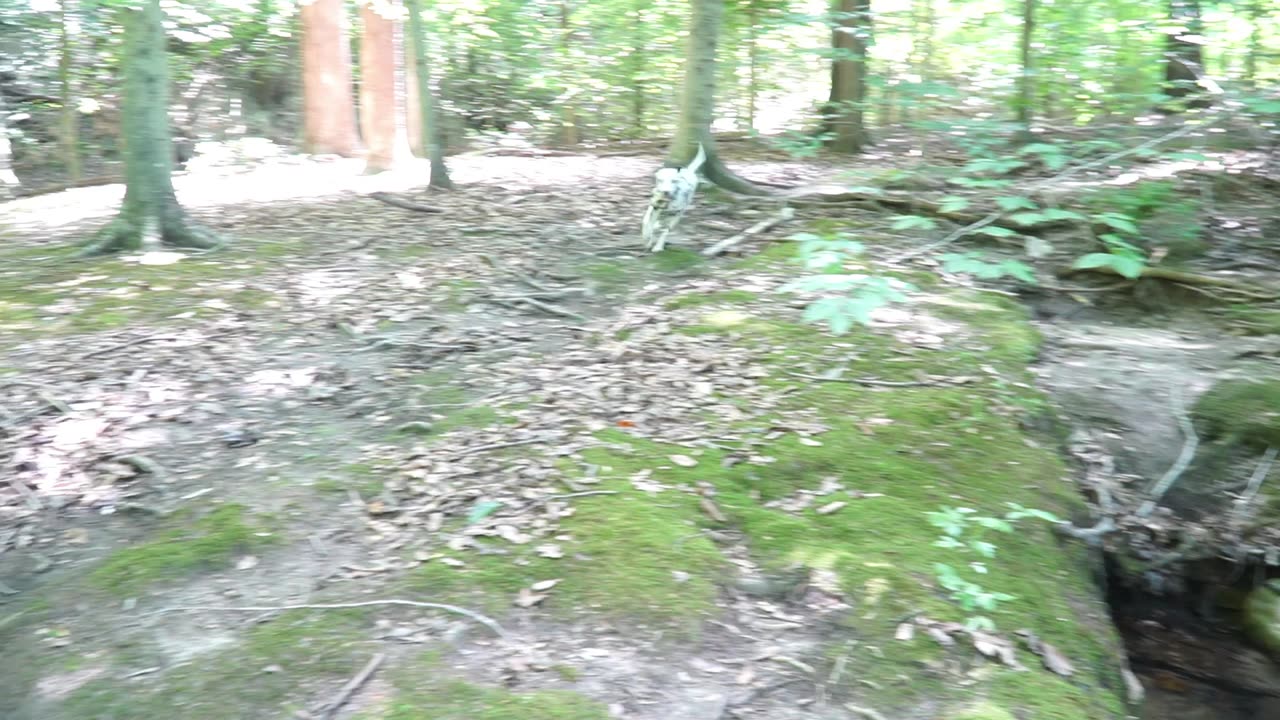 Luna Running And Jumping.