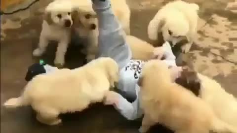 Nice kid and kind puppies