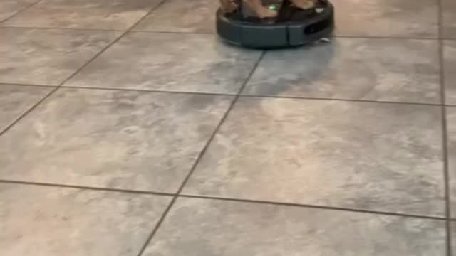 Puppy has fun riding robot vacuum